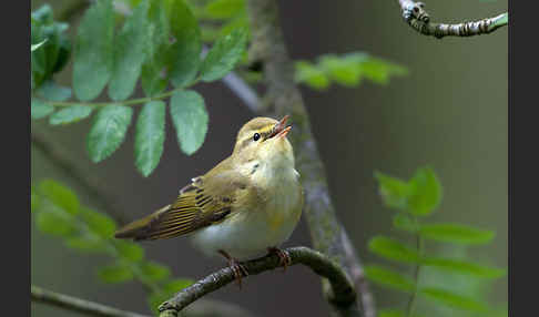 Waldlaubsänger (Phylloscopus sibilatrix)