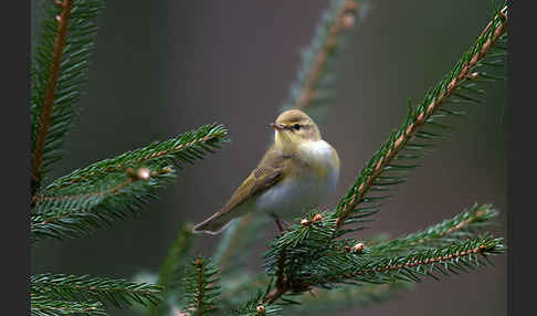 Waldlaubsänger (Phylloscopus sibilatrix)