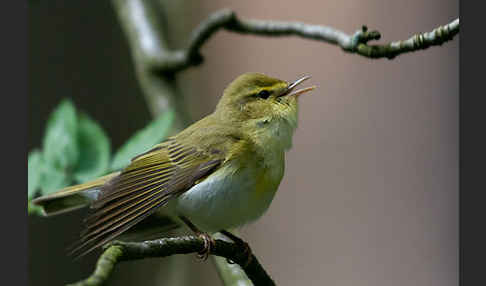 Waldlaubsänger (Phylloscopus sibilatrix)