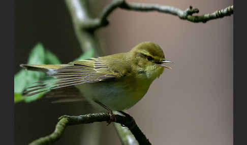 Waldlaubsänger (Phylloscopus sibilatrix)