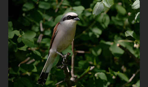 Neuntöter (Lanius collurio)