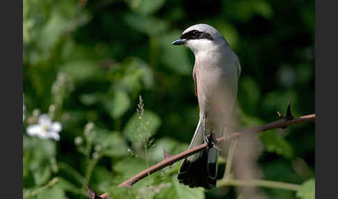 Neuntöter (Lanius collurio)