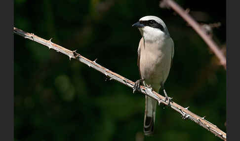 Neuntöter (Lanius collurio)