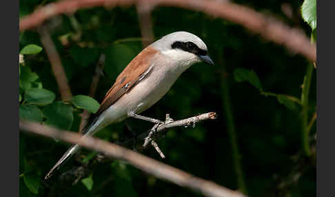 Neuntöter (Lanius collurio)