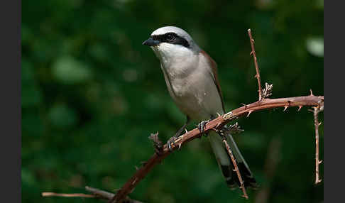 Neuntöter (Lanius collurio)