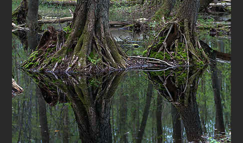 Schwarz-Erle (Alnus glutinosa)