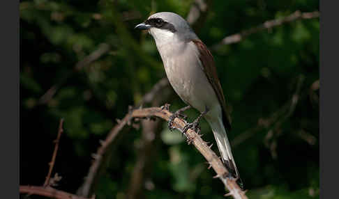 Neuntöter (Lanius collurio)