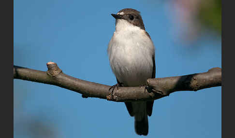 Trauerschnäpper (Ficedula hypoleuca)