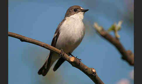 Trauerschnäpper (Ficedula hypoleuca)