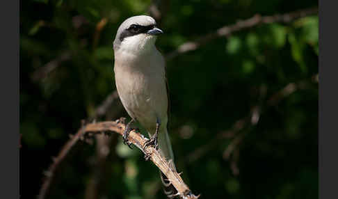 Neuntöter (Lanius collurio)