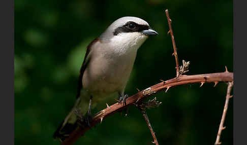 Neuntöter (Lanius collurio)