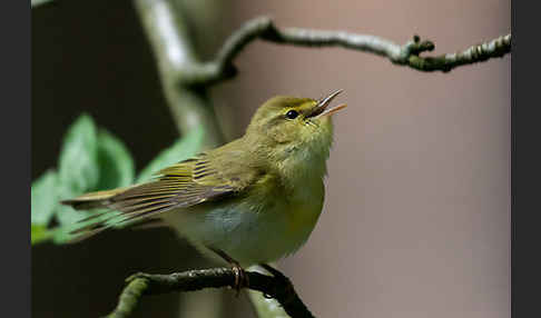 Waldlaubsänger (Phylloscopus sibilatrix)