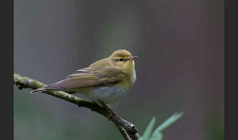 Waldlaubsänger (Phylloscopus sibilatrix)