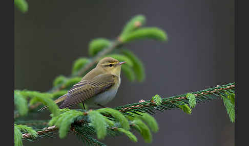 Waldlaubsänger (Phylloscopus sibilatrix)