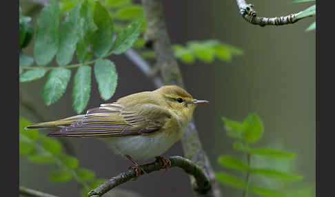 Waldlaubsänger (Phylloscopus sibilatrix)