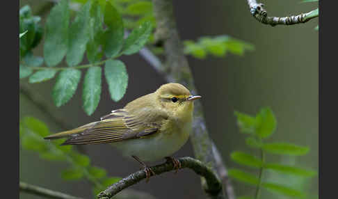 Waldlaubsänger (Phylloscopus sibilatrix)