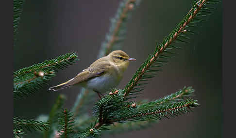 Waldlaubsänger (Phylloscopus sibilatrix)