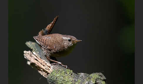 Zaunkönig (Troglodytes troglodytes)