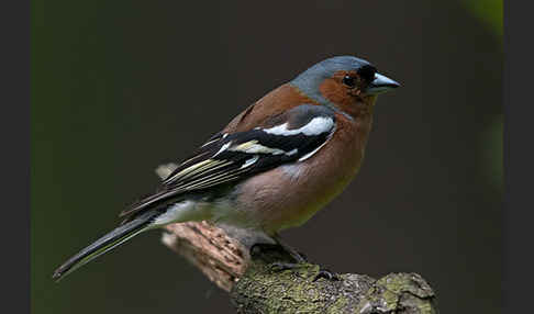 Buchfink (Fringilla coelebs)