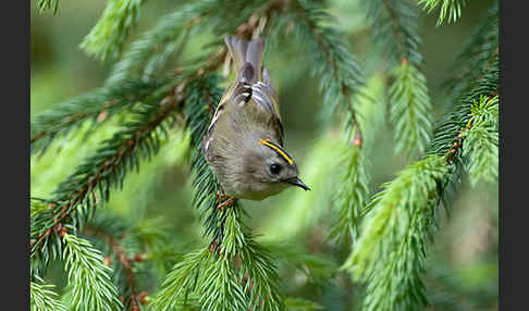 Wintergoldhähnchen (Regulus regulus)