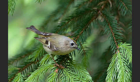 Wintergoldhähnchen (Regulus regulus)