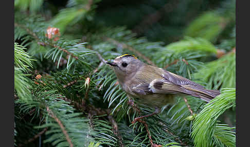 Wintergoldhähnchen (Regulus regulus)