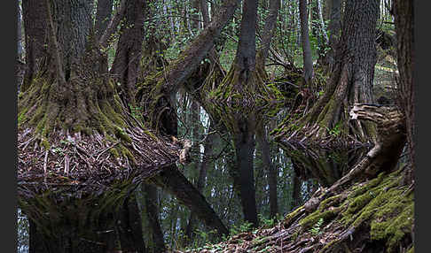 Schwarz-Erle (Alnus glutinosa)