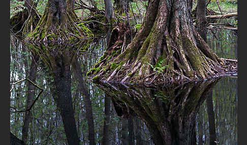 Schwarz-Erle (Alnus glutinosa)