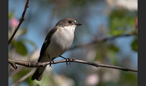 Trauerschnäpper (Ficedula hypoleuca)