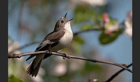 Trauerschnäpper (Ficedula hypoleuca)