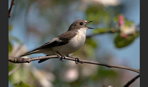 Trauerschnäpper (Ficedula hypoleuca)