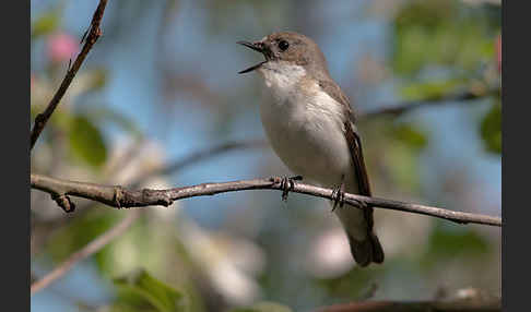 Trauerschnäpper (Ficedula hypoleuca)