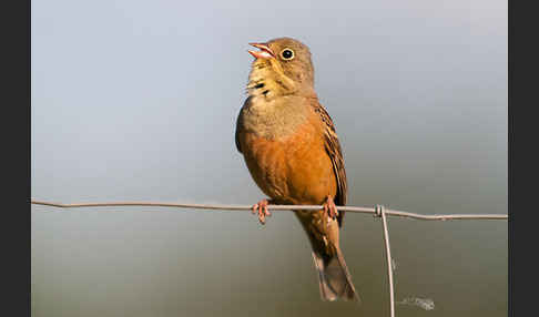 Ortolan (Emberiza hortulana)