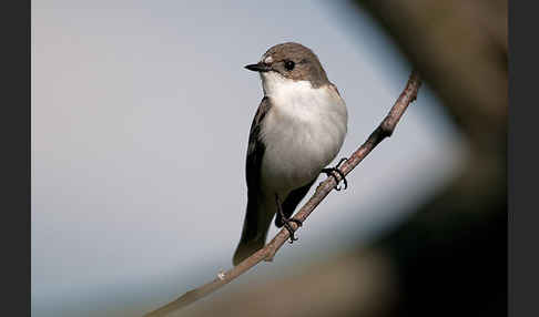 Trauerschnäpper (Ficedula hypoleuca)