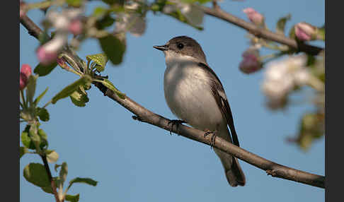 Trauerschnäpper (Ficedula hypoleuca)