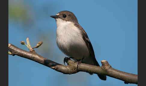 Trauerschnäpper (Ficedula hypoleuca)