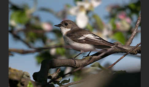 Trauerschnäpper (Ficedula hypoleuca)