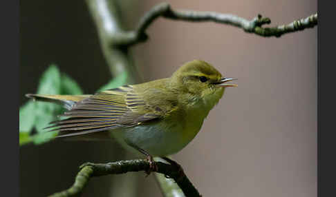 Waldlaubsänger (Phylloscopus sibilatrix)