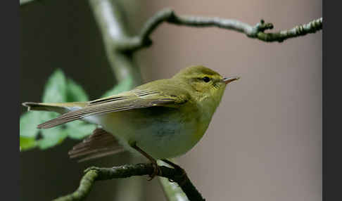 Waldlaubsänger (Phylloscopus sibilatrix)