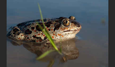 Knoblauchkröte (Pelobates fuscus)