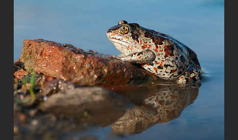 Knoblauchkröte (Pelobates fuscus)