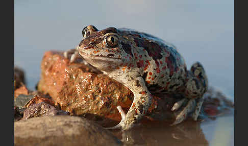 Knoblauchkröte (Pelobates fuscus)