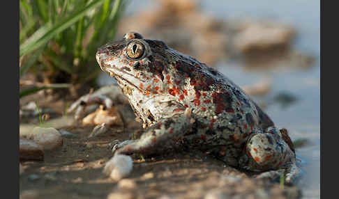 Knoblauchkröte (Pelobates fuscus)