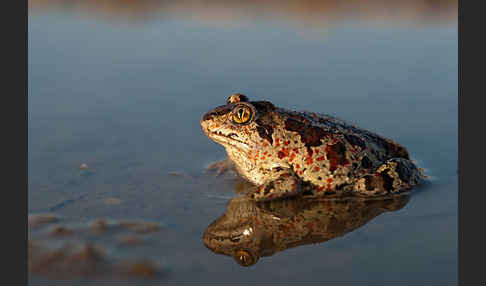 Knoblauchkröte (Pelobates fuscus)