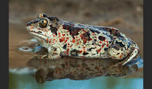 Knoblauchkröte (Pelobates fuscus)