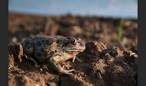 Knoblauchkröte (Pelobates fuscus)