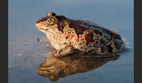 Knoblauchkröte (Pelobates fuscus)