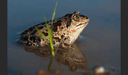 Knoblauchkröte (Pelobates fuscus)