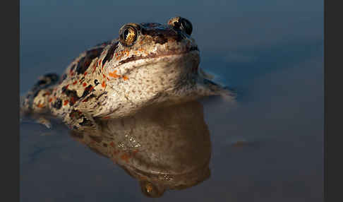 Knoblauchkröte (Pelobates fuscus)