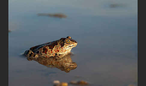 Knoblauchkröte (Pelobates fuscus)